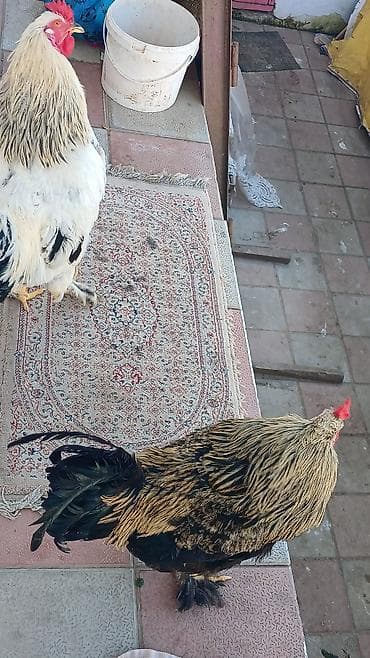 Птицы: Петух, Agdam, лет: 1, Самовывоз, Бесплатная доставка — 9