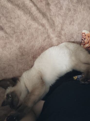 pişim: Siam, Erkək, Ünvandan götürmə — 4