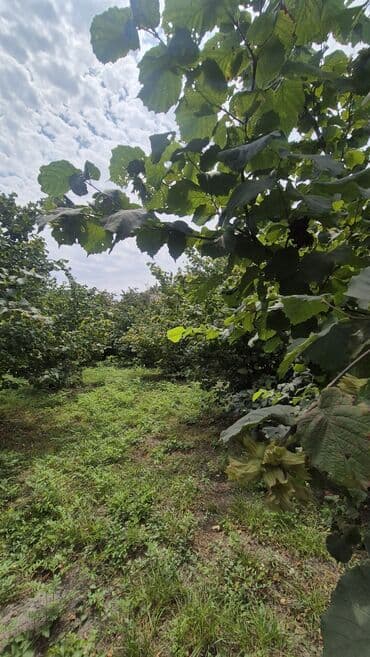 findiq ləpəsi: Xaçmaz rayonu, Qaracəlli kəndində möhtəşəm bağ sahəsi satılır! — 10