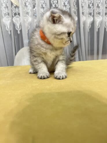 pişik şəkili: Şotland, Erkək, Dişi, Ünvandan götürmə — 7