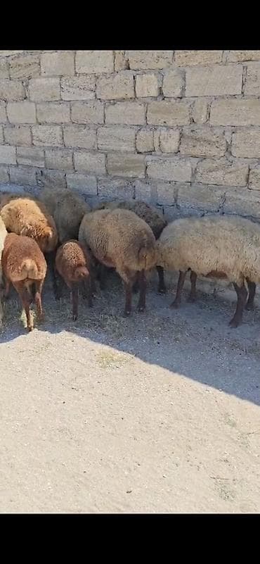 Козы, козлята: Məhsul: Qoyun və keçi sürüsü Təsvir: - Qarabaş, sarıbaş və qəhvəyi — 3