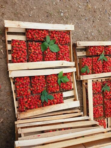 qeyri adi tort sekilleri: Məhsul: Təzə moruq (bağdan yığılmış) Təsvir: - Şirin, ətirli və — 6