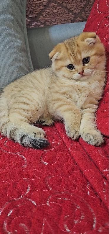 Şotland yastı qulaq