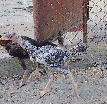 cüce: Toyuq cücələri, Damazlıq — 3
