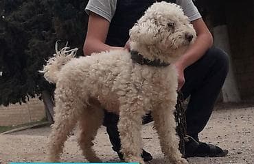 itlər pudel: Pudel, 1 il, Erkek, Peyvəndli — 1