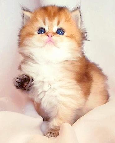 Şotland, Erkək, Dişi, Yaxşı əllərə, Rayonlara çatdırılma, Ünvandan götürmə, Pulsuz çatdırılma