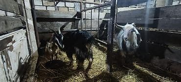 Dişi, il: 1, Damazlıq, Ünvandan götürmə