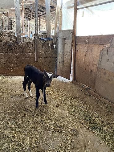 Ünvan məhəmmədi dişi bala yemsiz 10 11 letr süd 15 gündü dogub — 2