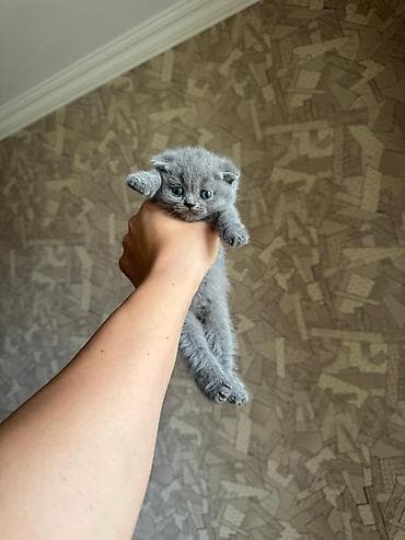 balaca akvarium: Britan, Erkək, Dişi, Yaxşı əllərə, Ünvandan götürmə, Pulsuz çatdırılma, Ödənişli çatdırılma — 4