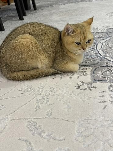 golden shinshilla: Qızıl şinşilla, Dişi — 4