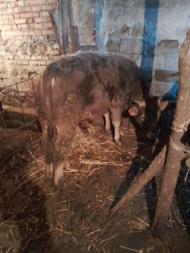 Real alici narahat elesin