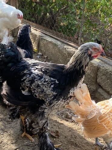 3 toyuq 3 gune 3 yumurta: Toyuq, Brama, Damazlıq — 4