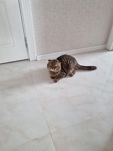 menks pisikleri: Tabbi — 4