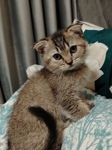 pişik adları dişi: Şotland, Erkək, Dişi — 1