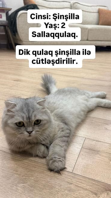 erkey quzular: Şinşilla, Dişi, Cütləşmə üçün — 1