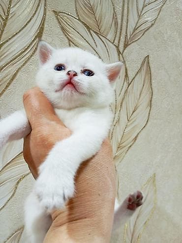 Грызуны: Ağ tüklü gözəl balaca pişiklər - Görünüş: Qar bəyaz, yumşaq və sıx — 2