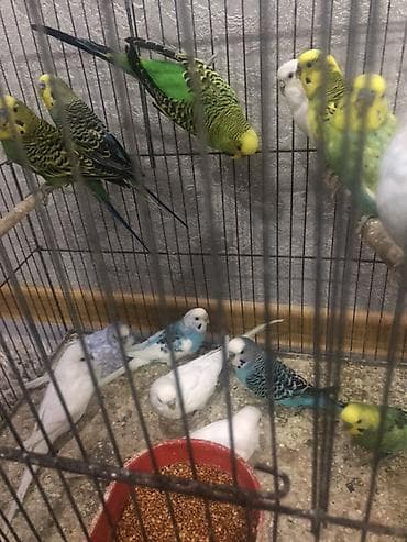 en ucuz itler: Məhsul: dalmatin və klassik rəng çeşidlərində dalğıç (budaqcıq) — 2