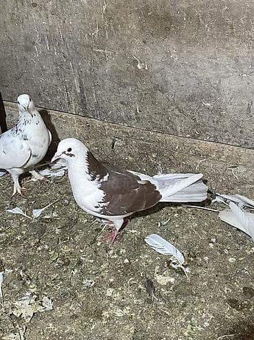 feniks quşu: Məhsul: Ev göyərçinləri (dekorativ/uçuş üçün) endirm var Təsvir: - — 3