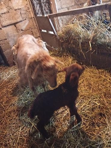 Mal-qara: Salam əkiz balalar hər ikisi dişidir.tək bala olan erkəkdir.hər 3 — 6