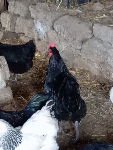 Inəklər, öküzlər: Toyuq, Australorp, Damazlıq, Ünvandan götürmə — 3