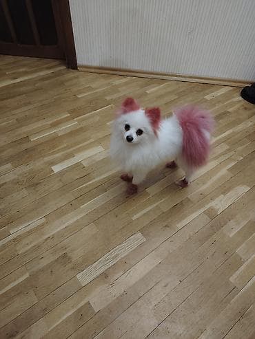 itlerde gene: Şpitz — 2