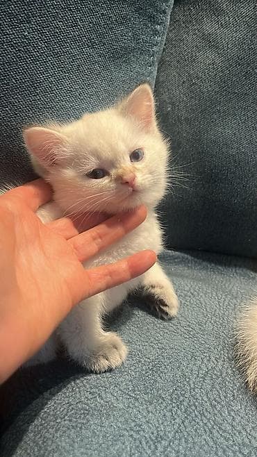 Balaca pişik balaları – krem/ağ tüklü, tünd quyruq ucları və pəncə