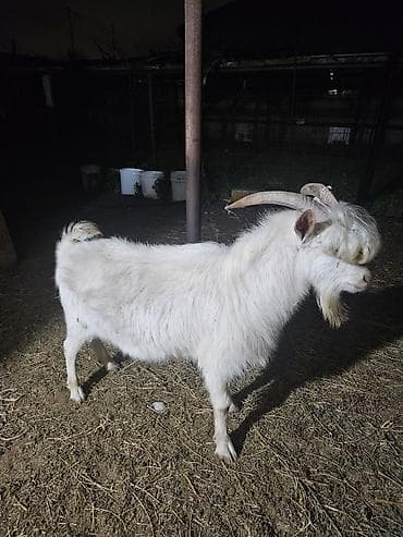 Erkək, Zanen, il: 1, 65 kq, Damazlıq, Ünvandan götürmə