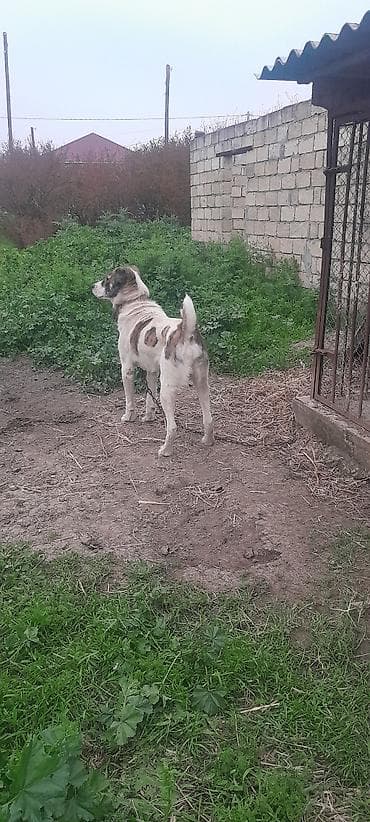 heyrati yumurtasi satilir: 1 il, Erkek, Ödənişli çatdırılma — 3