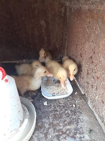 su quşu adları: 5 dene ordey altinda cixib bir ededi 3 azn unvan bileceri — 2