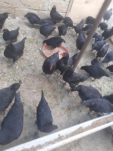 astroloq toyuq: Toyuq, Australorp, Damazlıq — 4
