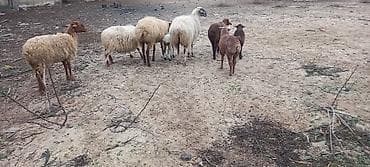 qoyun quyrugu: Tək tək satiş var.Yanı balalılar, 4 ana 4 bala.Razılaşma olacaq.Ciddi — 5