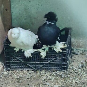 göyercin: Cins göyərçinlər – 2 ədəd - Növ: bəzək/şou tipli tüklü-pəncəli — 3