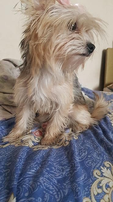 Heyvanlar üçün mallar: Yorkşir teryer, 1 il, Dişi — 1