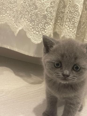 pişik pişik: Şotland yastı qulaq — 3