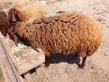 qara ag quyruq: Erkək, Qala, il: 1, Damazlıq, Ünvandan götürmə — 7