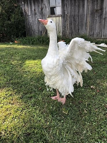 beyleqan sortu qoyun: Məhsul:3ed 180 man 1erkek 2disi yumurtayirlar Sebastopol qazı — 5