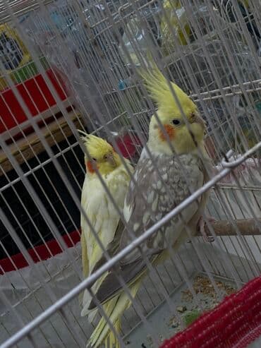 cuce qefes: Nimfa (cockatiel) cütlüyü – gözəl rənglərdə - Növ: Nimfa tutuquşusu - — 1