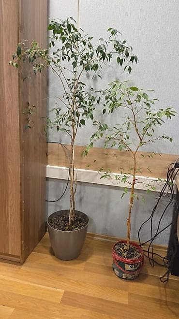 palma satilir: Fikus Benjamin (Ficus benjamina) otaq bitkisi İkisi birlikdə 100 azn — 2