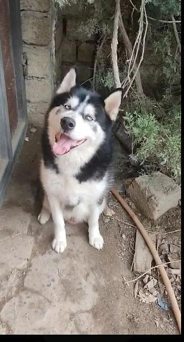 it sahibləndirmə: Xaski, 1 il, Erkek, Ünvandan götürmə — 4