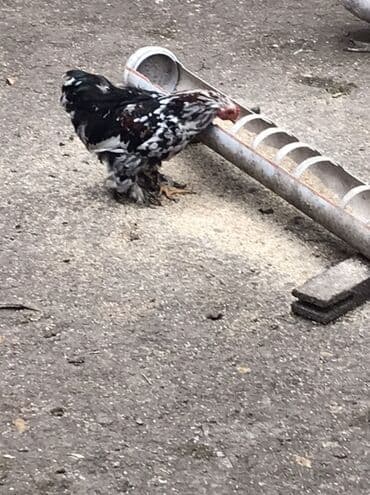 ördək balası və cücə: Cücələr – xırda ölçülü, dekorativ tip Məhsul təsviri: Qiymet birine — 4