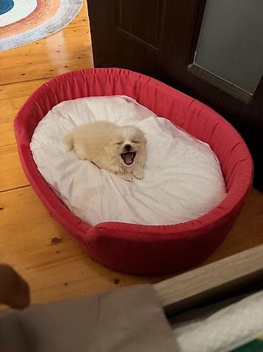 heyvanlar atlar: Pekines, 1 ay, Erkək — 7