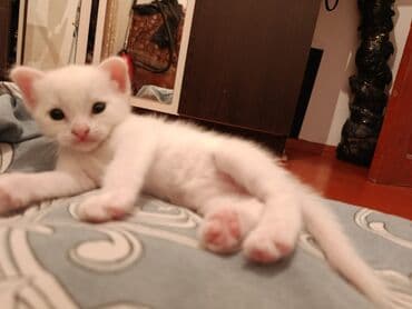 мейн кун купить в баку: Yaxşı əllərə — 1