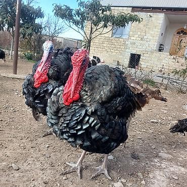 Erkək hinduşqalar satılır.Damazlığa və kəsimliyə yaralıdır.Təmizlənmiş