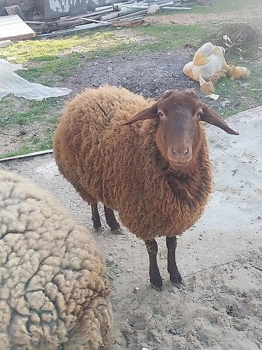 qoyun quzu nece yazilir: Diwi qoyunlar — 3