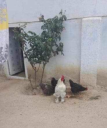 qara mal: Toyuq, Brama, Damazlıq — 2