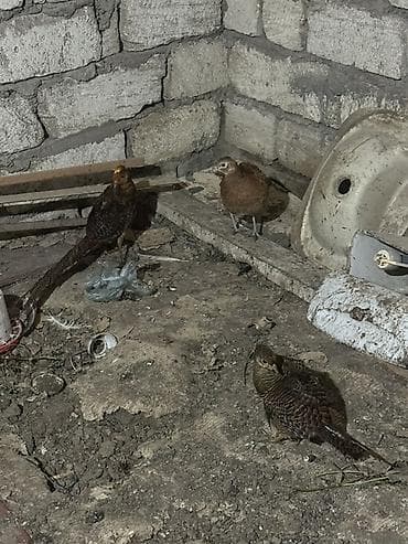 Toyuq: Quşlar 11 aylıqdır bu ay yumurtayacaqlar Qızılı cütü 140 Gümüşü dişi — 4