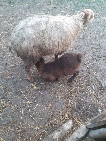ördək balaları: 3 qarndı balası erkəydi ciddi şəxslər narahat eləsin — 1