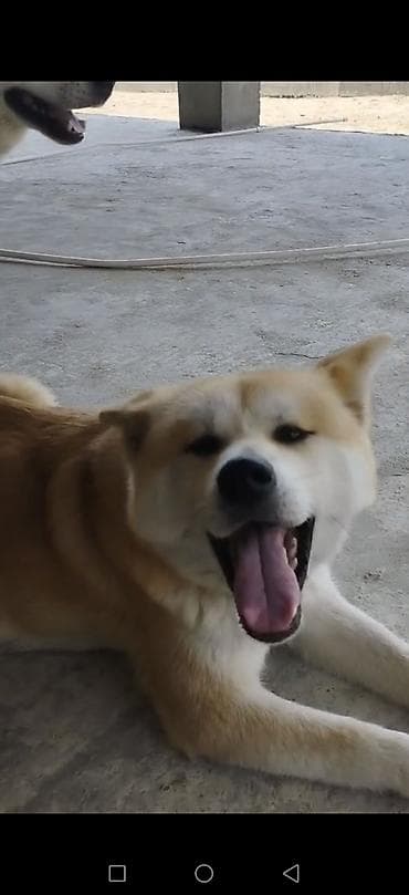 avcarka type 1: Akita-inu, Peyvəndli — 3