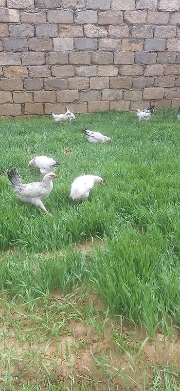 Toyuq cücələri, Damazlıq, Ödənişli çatdırılma