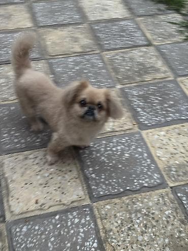İtlər: Pekines, 1 il, Erkek, Peyvəndli, Ünvandan götürmə — 3